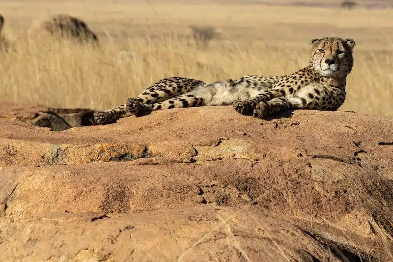  Enjoy a cheetah lying on a rock in your Luxury African Tours