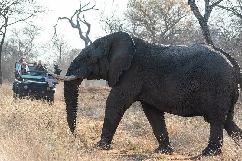 an elephant with tusks walking in a field on a guided tour of Africa