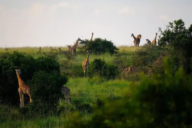 Enjoy a group of giraffes in a grassy field on your african tour