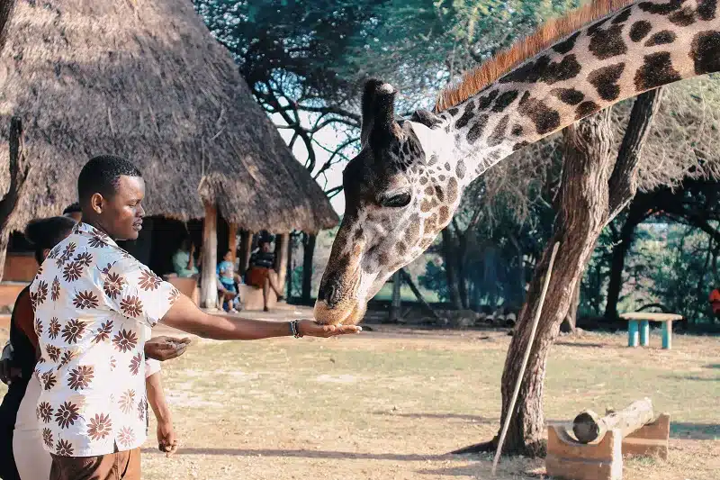a person feeding a giraffe in the Safari of Africa