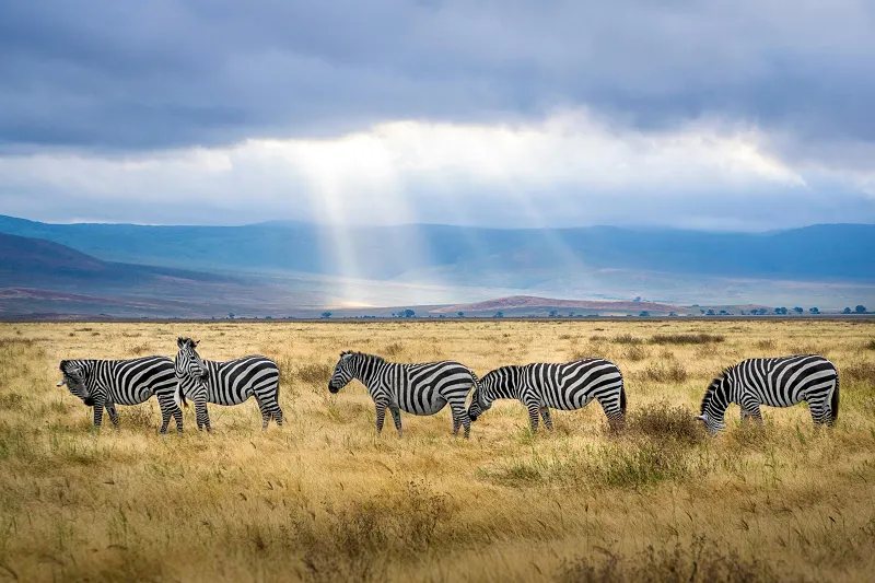 a bunch of Zebres in the safari of Tanzania