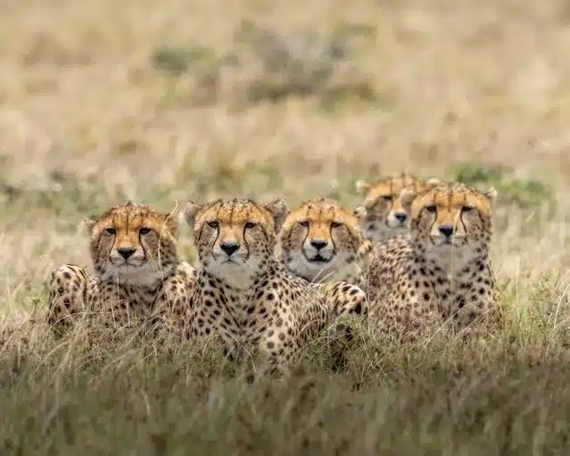 Cheetahs in Kenya Safari