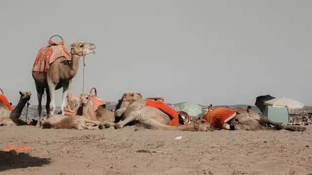 Camels Trekking While Having Morocco Tours