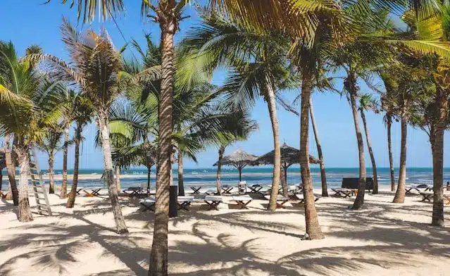 Enjoy Palm Tree By The Beach while having your Kenya Holidays