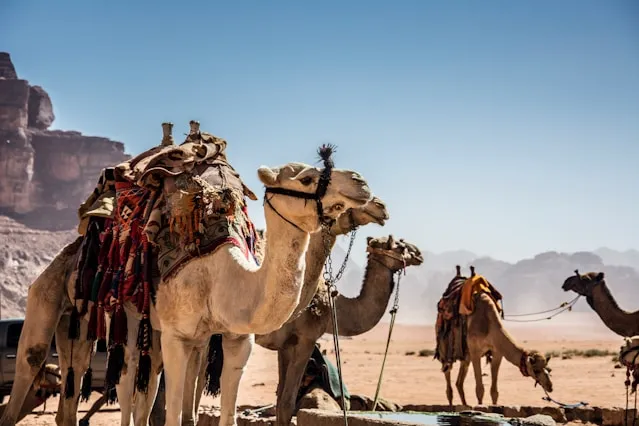Camel Trekking in the Sahara Desert of Jordan