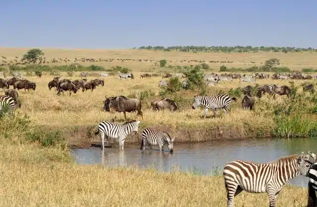 Zebras and Bufallos in Masai Mara: The Crown Jewel of Kenya Safaris