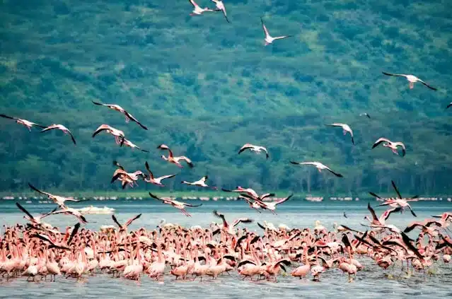 A Group of Birds while your Tours of Kenya