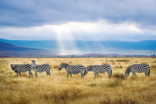 Zebras in the Wild Life while of Tours of Tanzania