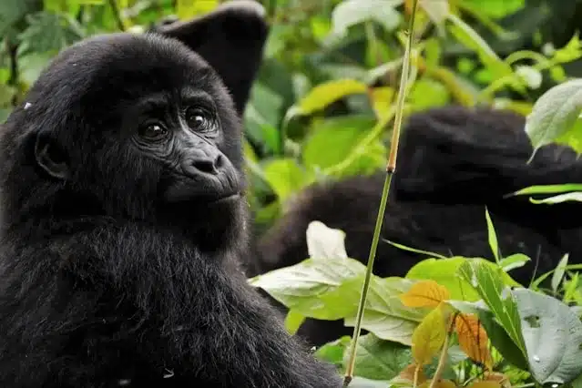 A Chimpanzee looking to the Camera while your Uganda Tours
