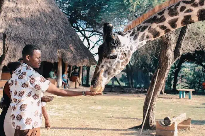 Local Guide is Feeding a Girafe