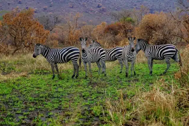 A Group of Zebras is to Be expected while your Rwanda Tours