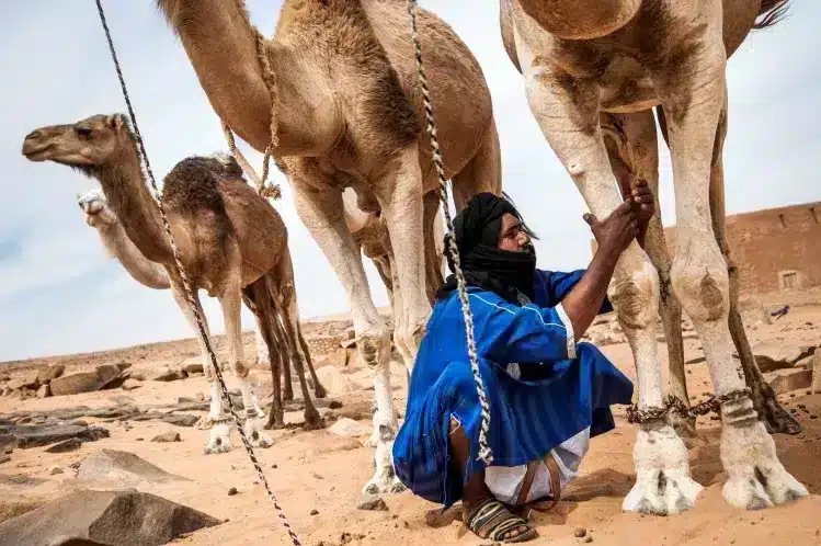 Nomadic Way of Life in Mauritania