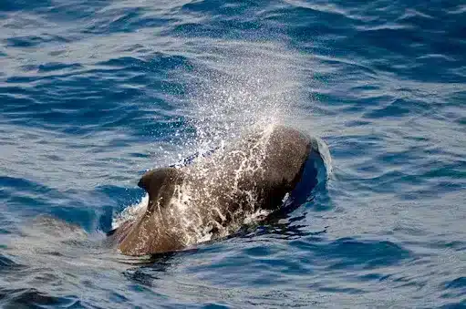 Whales of Banc d'Arguin in Mauritania