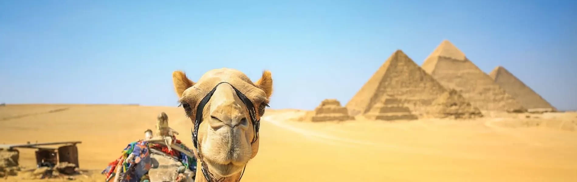 A camel stands majestically in front of the iconic pyramids, showcasing a blend of nature and ancient architecture in this Egypt itinerary 9 days