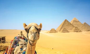 A camel stands majestically in front of the iconic pyramids, showcasing a blend of nature and ancient architecture in this Egypt itinerary 9 days