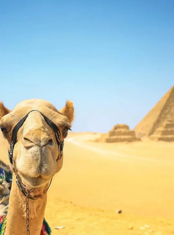 A camel stands majestically in front of the iconic pyramids, showcasing a blend of nature and ancient architecture in this Egypt itinerary 9 days