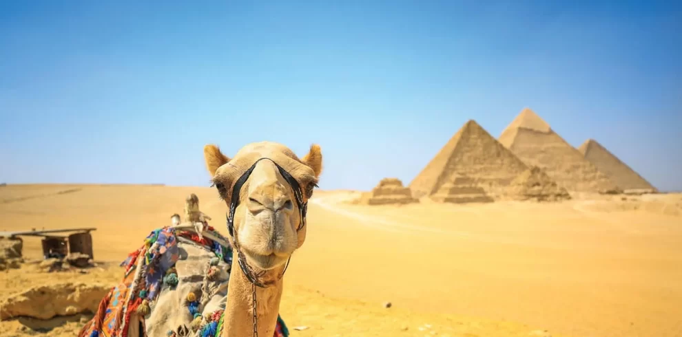 A camel stands majestically in front of the iconic pyramids, showcasing a blend of nature and ancient architecture in this Egypt itinerary 9 days