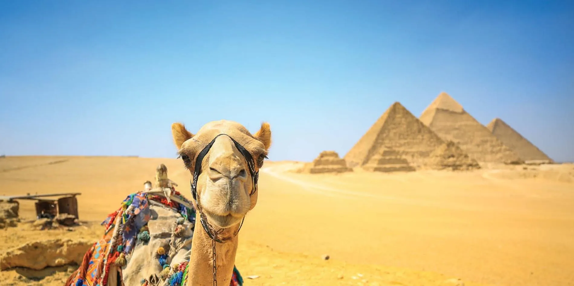 A camel stands majestically in front of the iconic pyramids, showcasing a blend of nature and ancient architecture in this Egypt itinerary 9 days