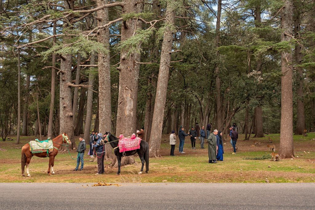 Morocco 15-Day Luxury Private Tour 16 Cedar forest near Azrou in the Middle Atlas