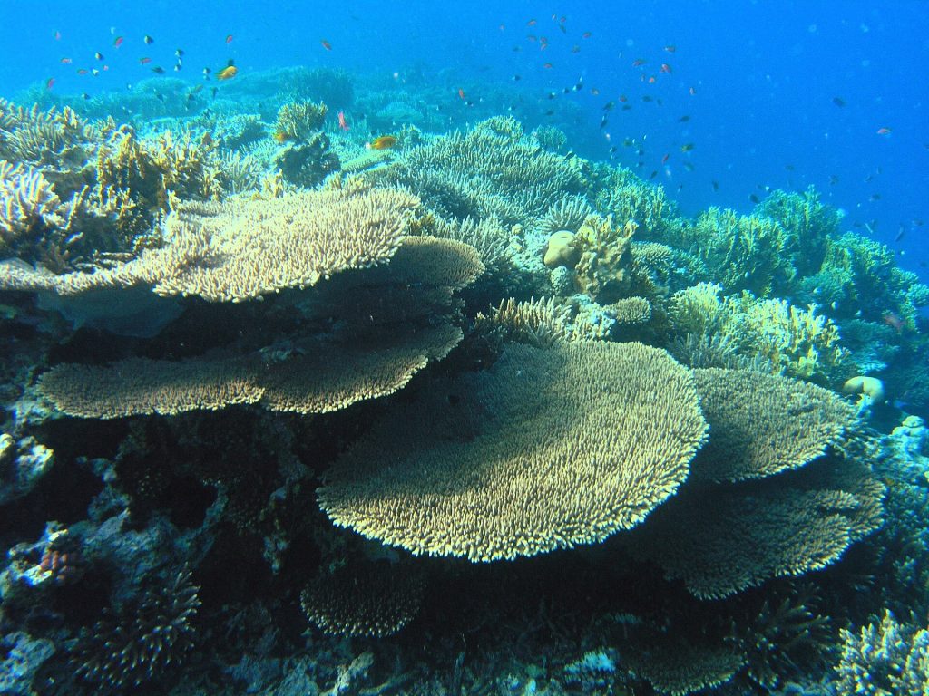 Egypt 14-Day Luxury Private Tour 19 Table corals on a Red Sea reef in Egypt