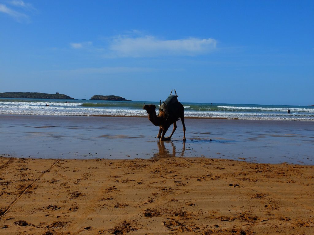 Morocco 15-Day Luxury Private Tour 9 Camel on the beach at Essaouira