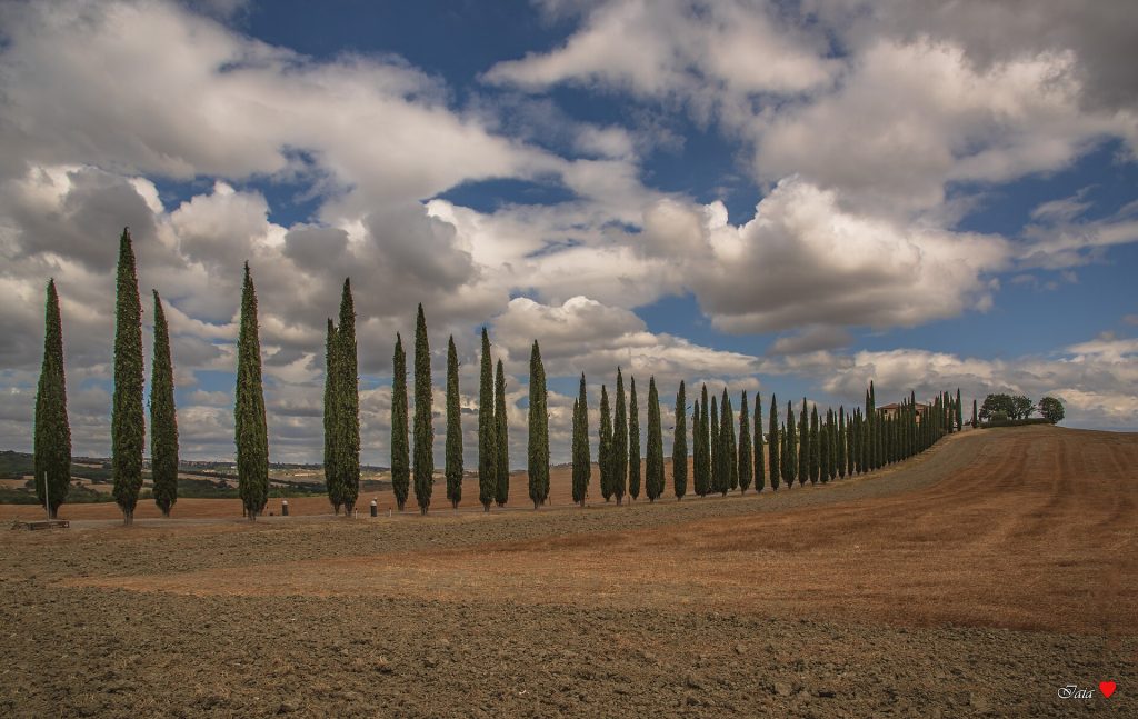 Italy 15-Day Luxury Private Tour 19 Cypress-lined road through the Tuscan countryside in Val d'Orcia