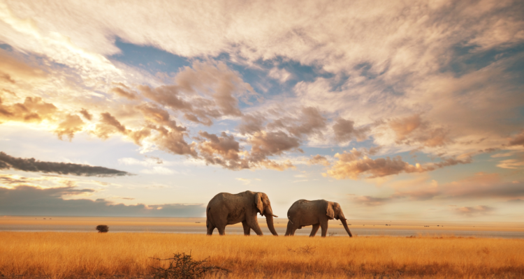 Kenya Tours (1)