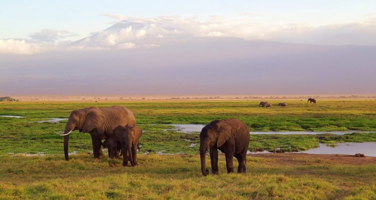 Kenya Tours (23)