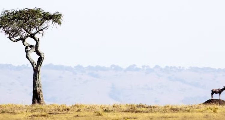 Kenya Tours (6)