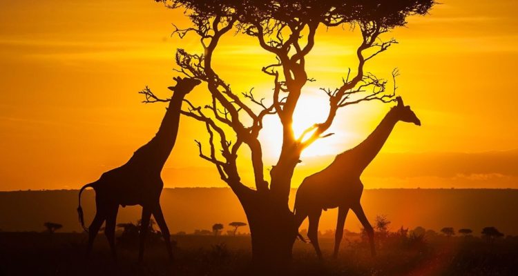 Kenya Tours (61)