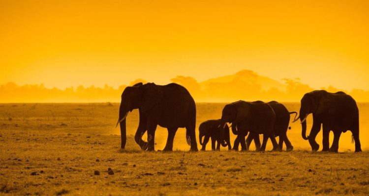 Kenya Tours (62)