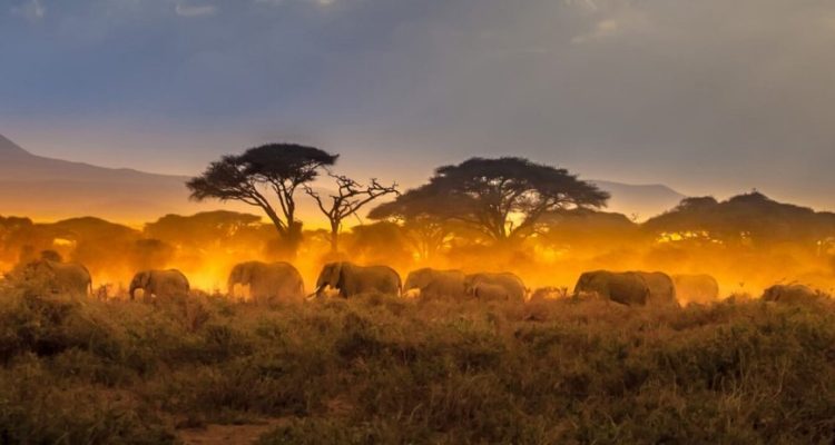 Migration of elephants. Herd of elephants. Evening in the African savannah.