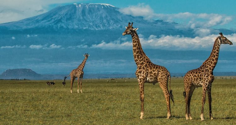 Kenya Tours (82)