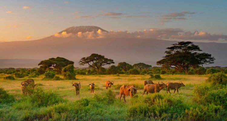 Kenya Tours (9)