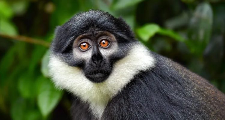 Rwanda Tours​ (10)