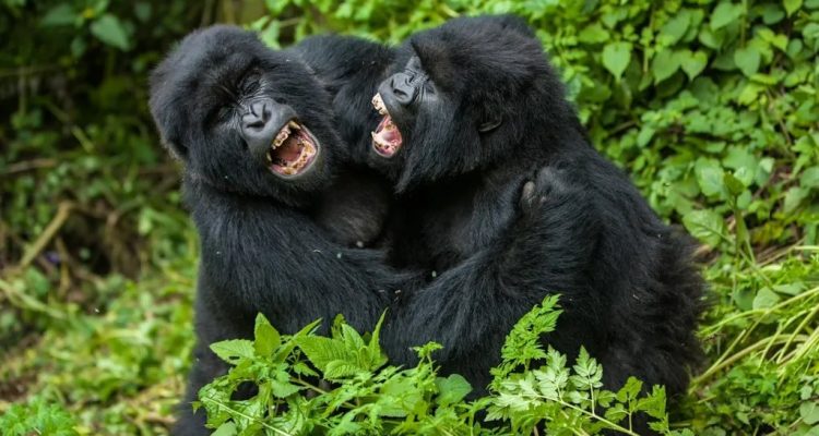 Rwanda Tours​ (11)