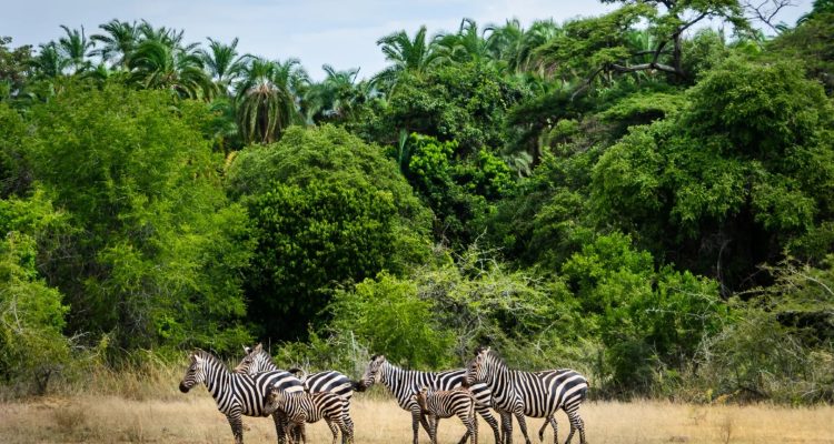 Rwanda Tours​ (12)