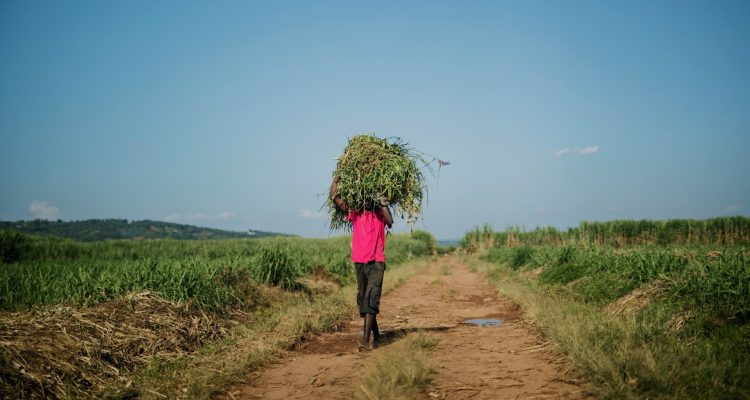 Rwanda Tours​ (17)