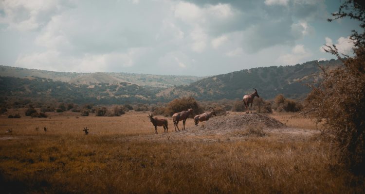 Rwanda Tours​ (18)