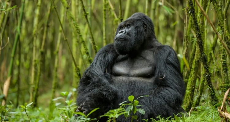 Rwanda Tours​ (3)