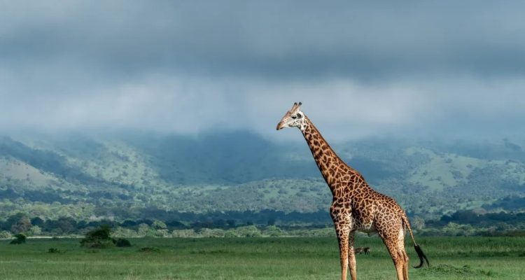 Rwanda Tours​ (6)