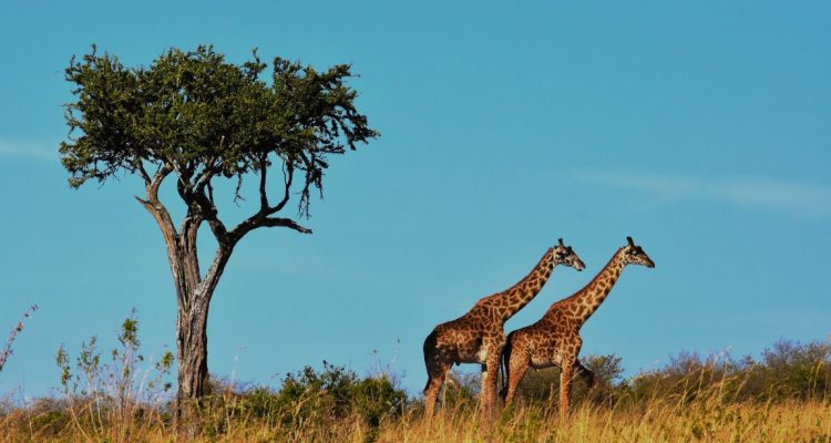 Tanzania tours (10)