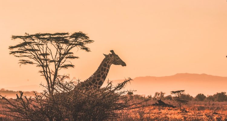 Tanzania tours (5)