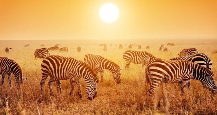 Zebras herd on savanna at sunset, Africa. Safari in Serengeti, Tanzania
