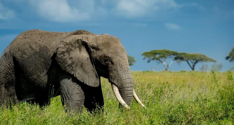elephant_header-1920x800