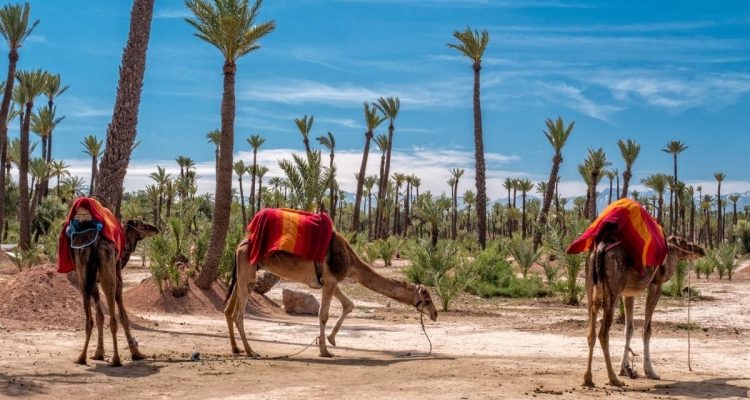palm_grove camel ride in marrakech (1)