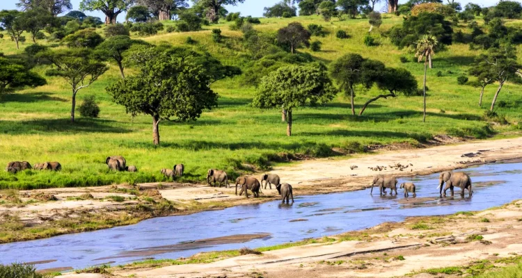 safari tanzania tours (10)