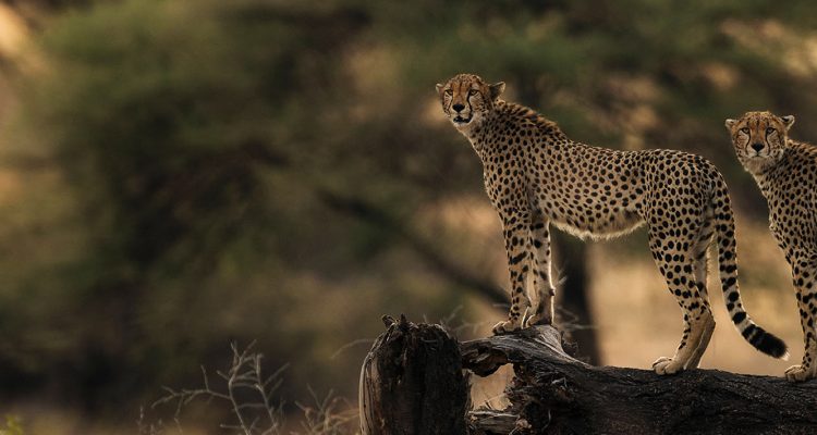 safari tanzania tours (14)