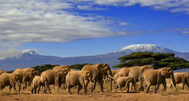 safari tanzania tours (2)