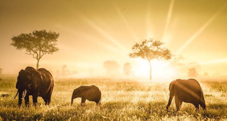 safari tanzania tours (3)